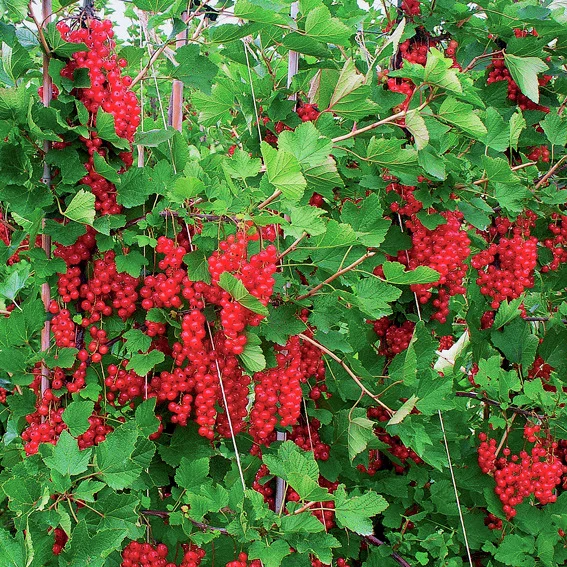 Rote Johannisbeere, Hochstamm