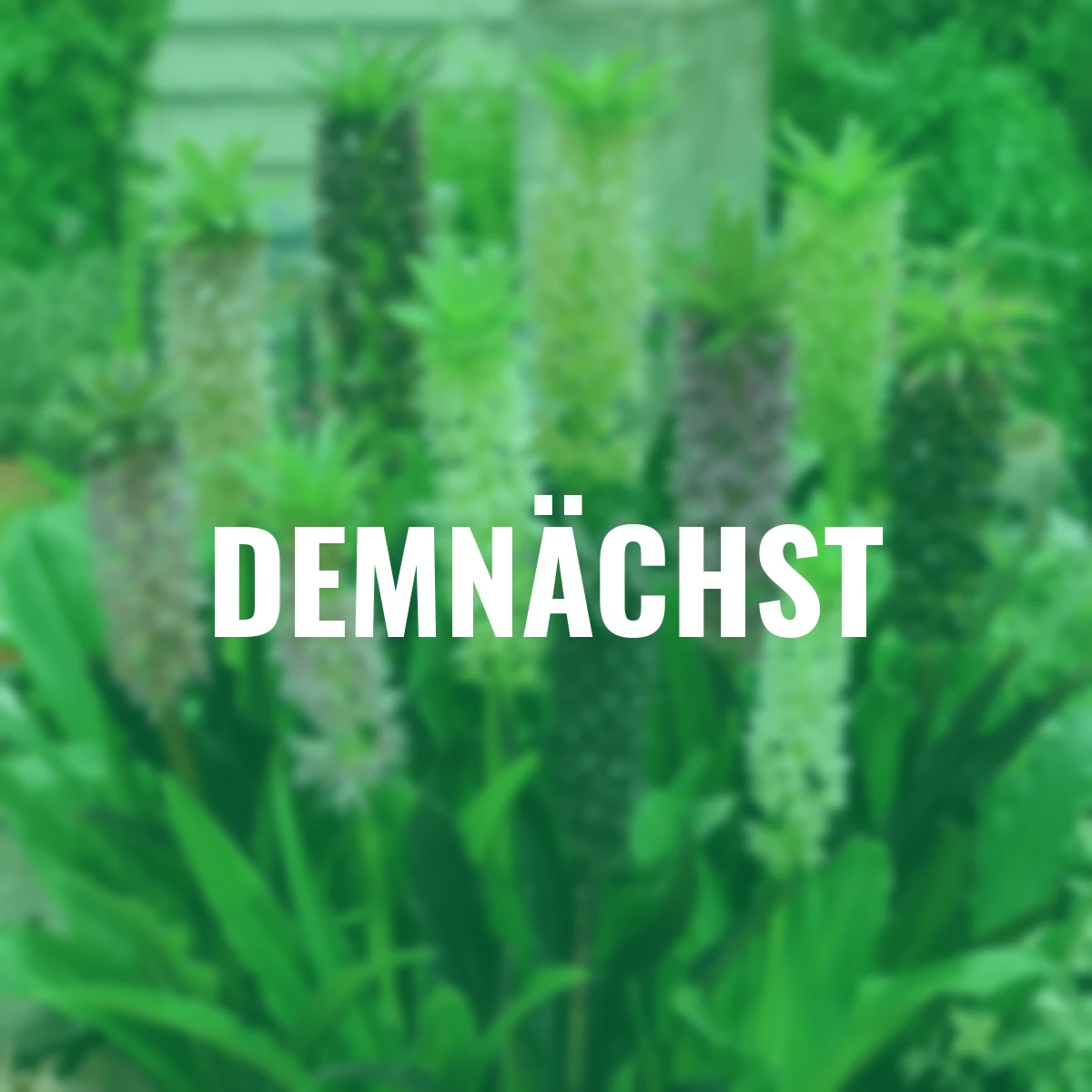 Ananaslilien Color Carnival-Mischung