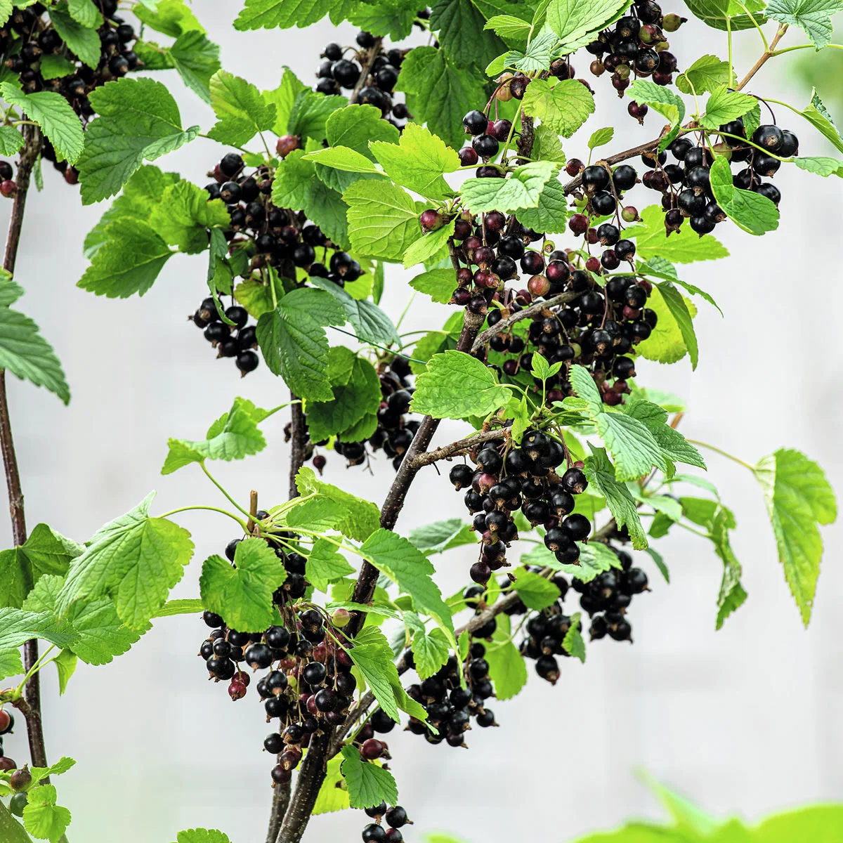 Schwarze Johannisbeere, Busch