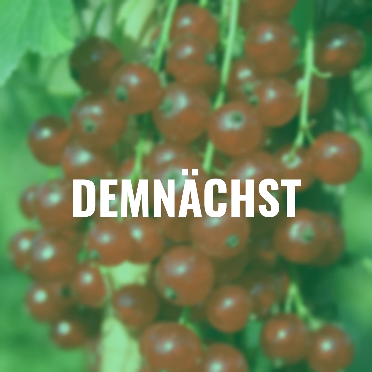 Johannisbeere Jonkheer von Tets, Hochstamm