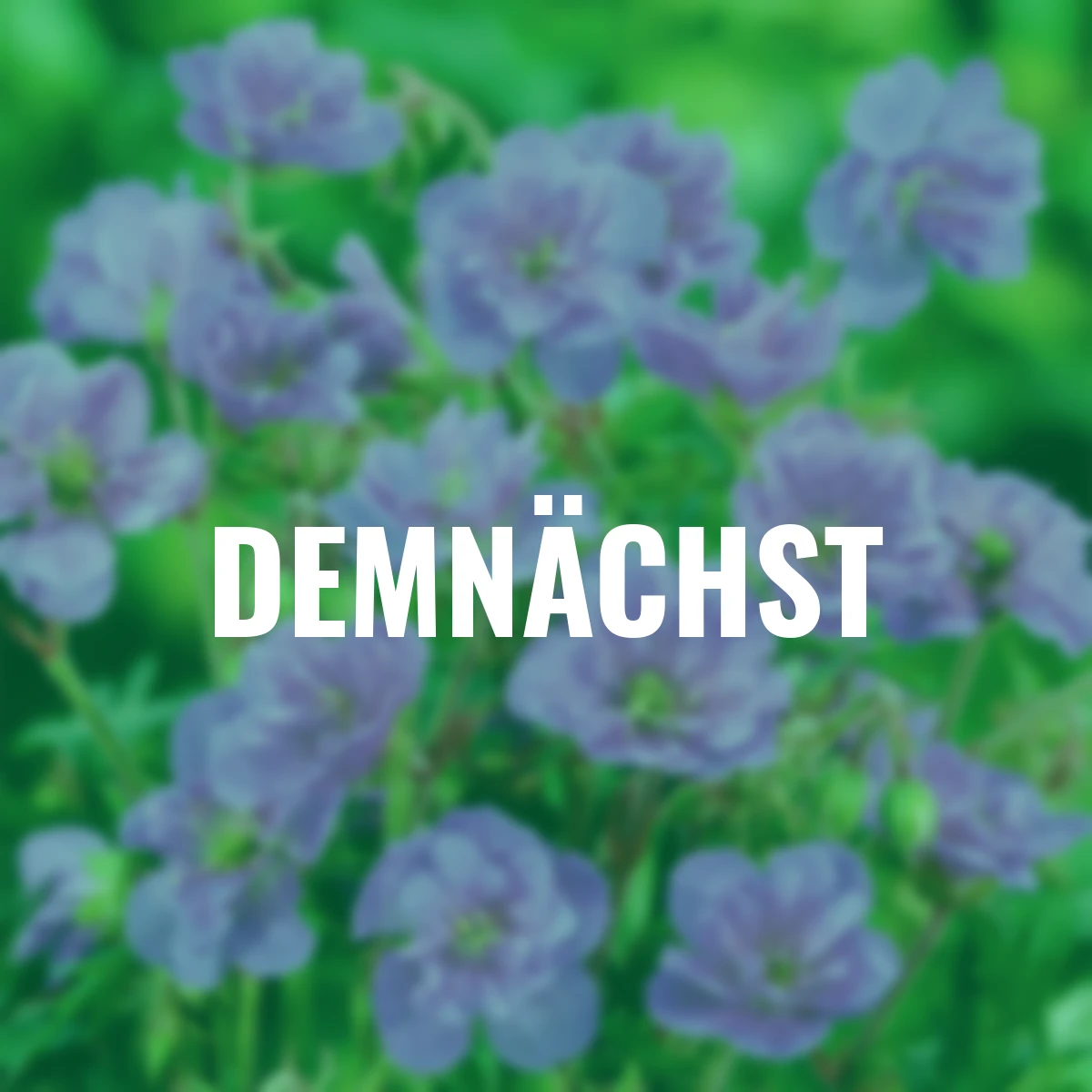 Storchschnabel Violaceum