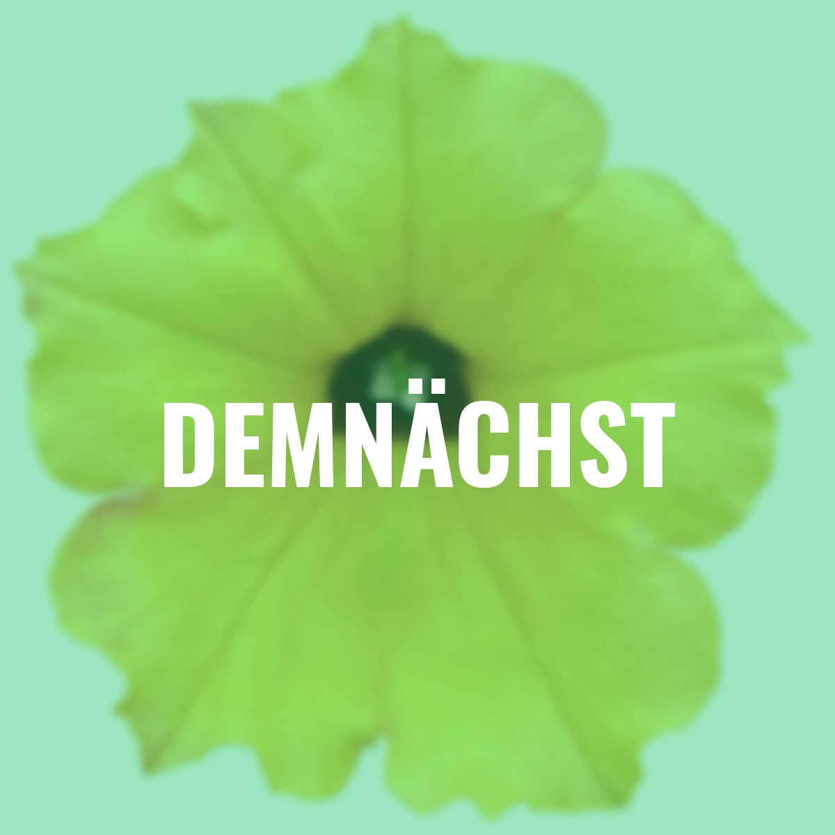 Riesenhängepetunie AlpeTunia® Yellow Dark Center