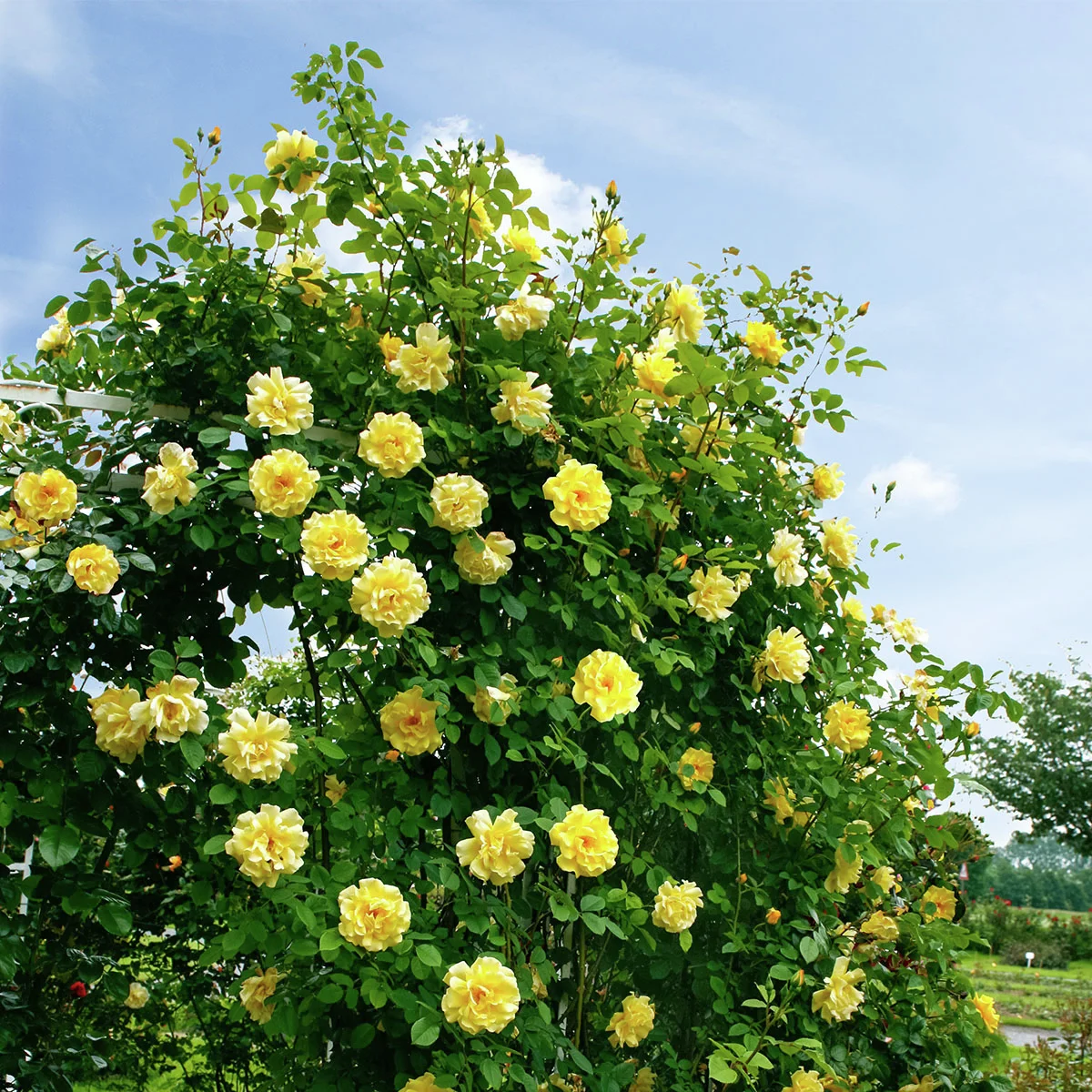 Kletterrose Golden Gate