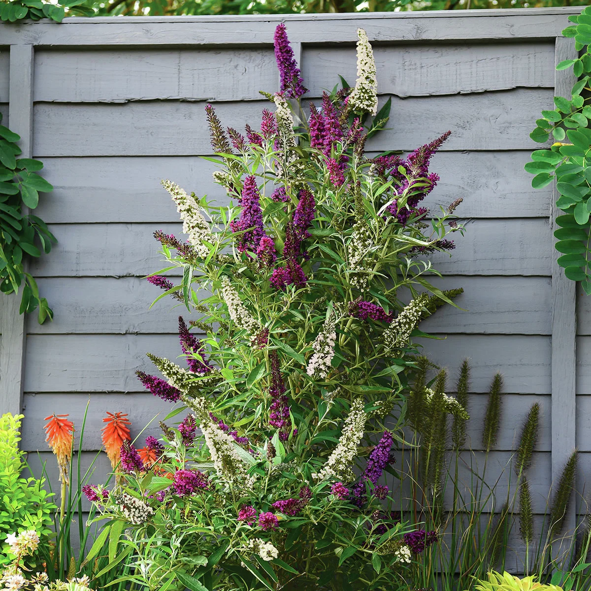 Sommerflieder Mariella