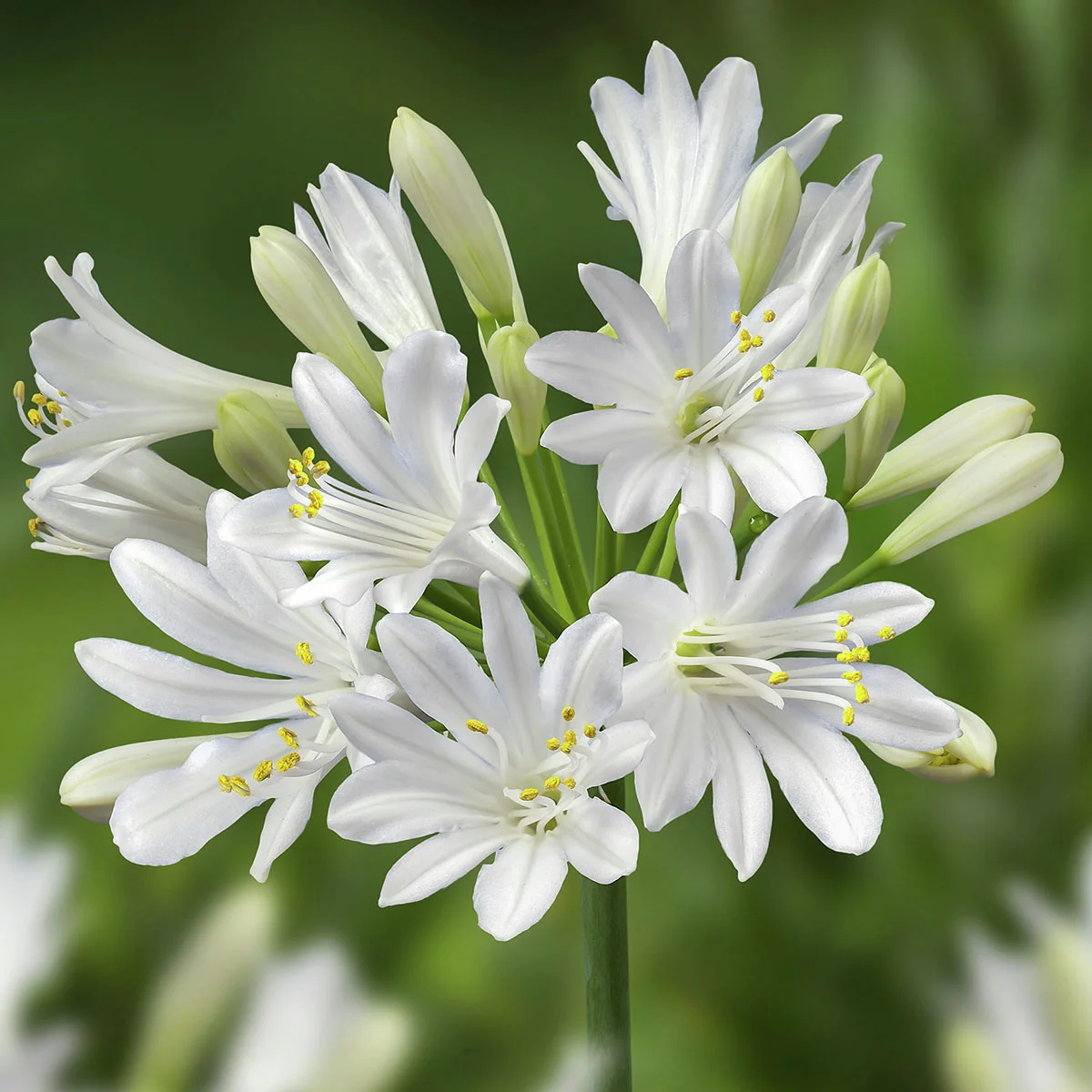 Schmucklilien Summerlove-Mischung