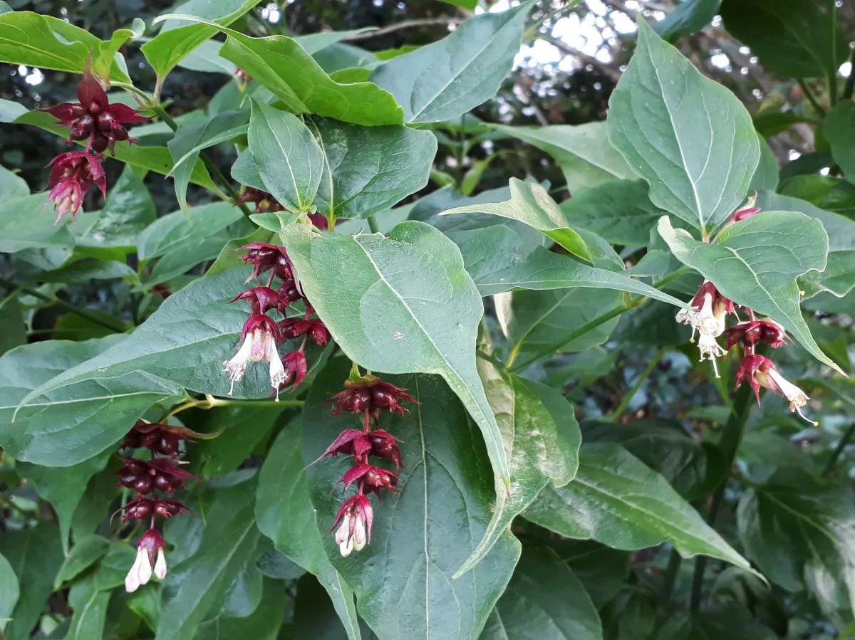 Schöne Leycesterie (Karamellbeere, Buntdachblume)