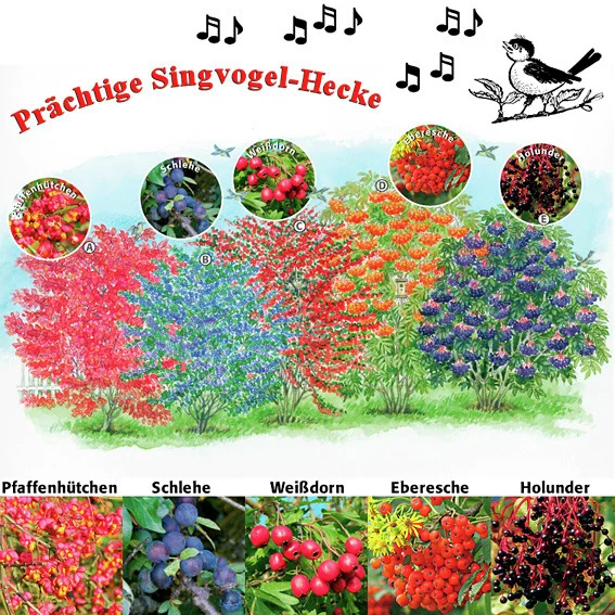 Ziergehölz-Set Singvogel-Hecke