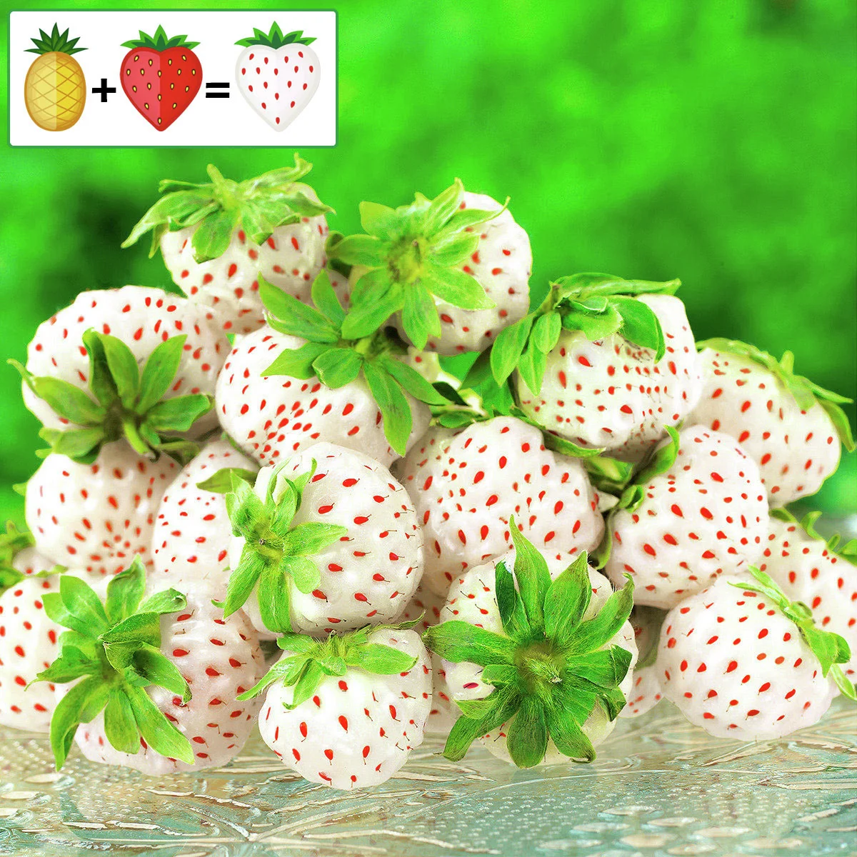 Ananas-Erdbeere Pineberry Snow White