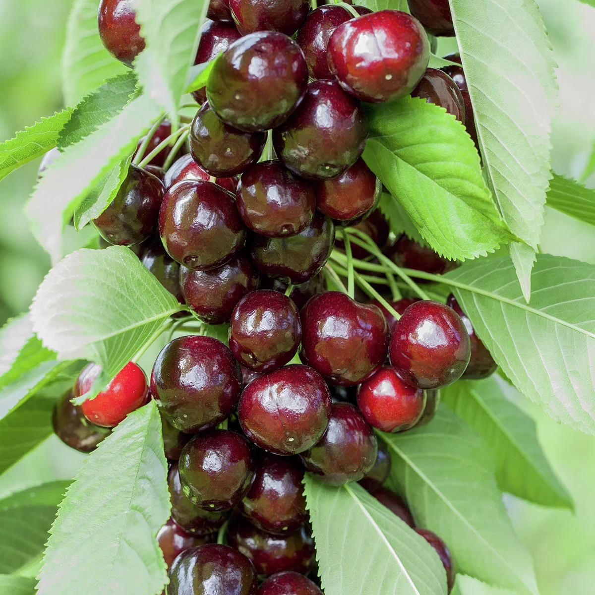 Süßkirsche, großfruchtig