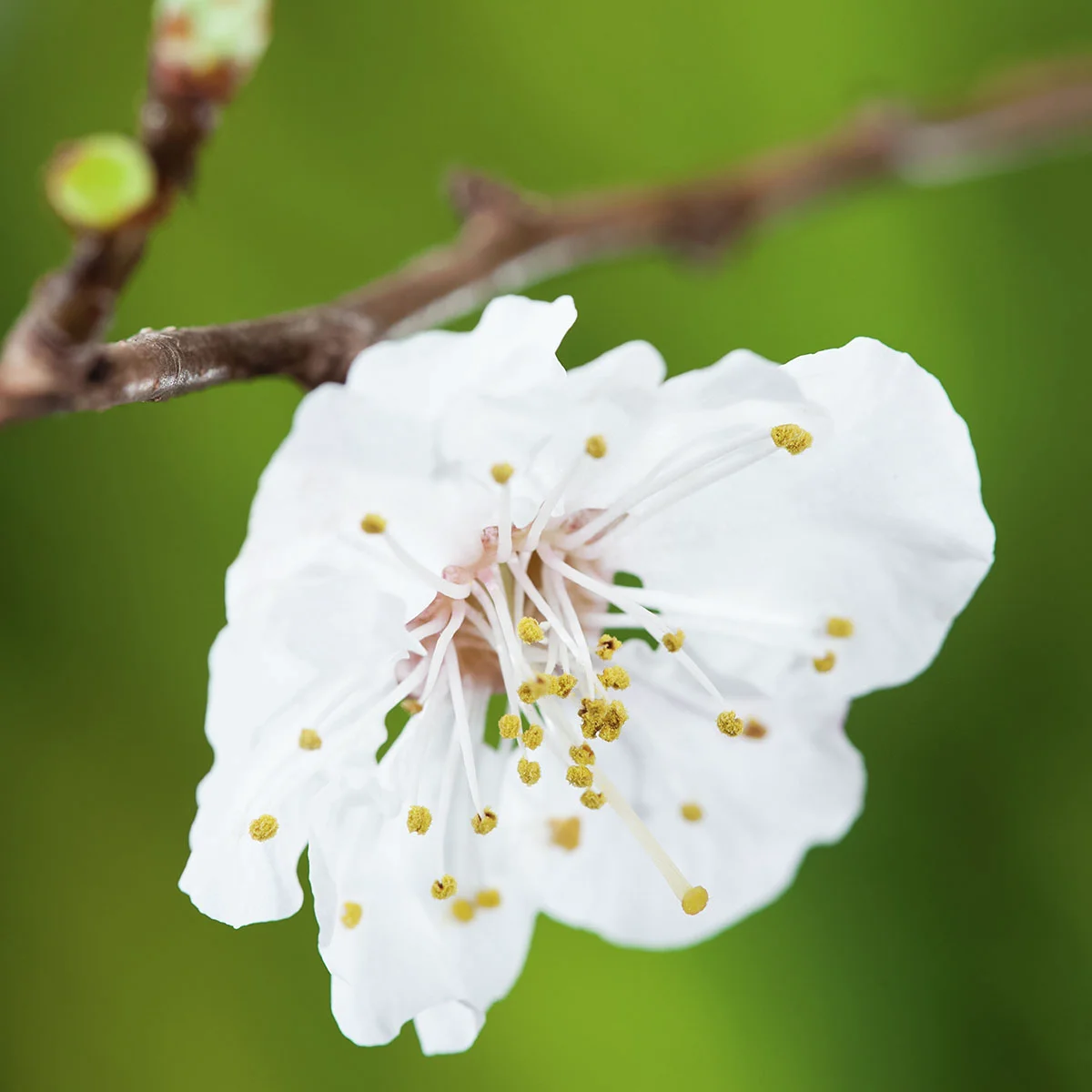 Säulen-Aprikose Golden Sun