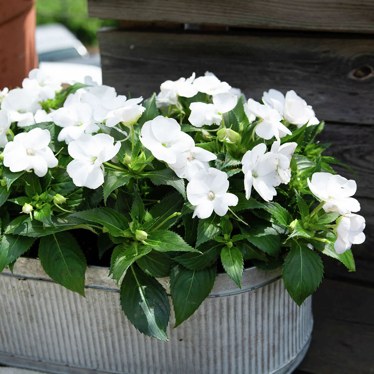 Fleißiges-Lieschen Sunpations™ White