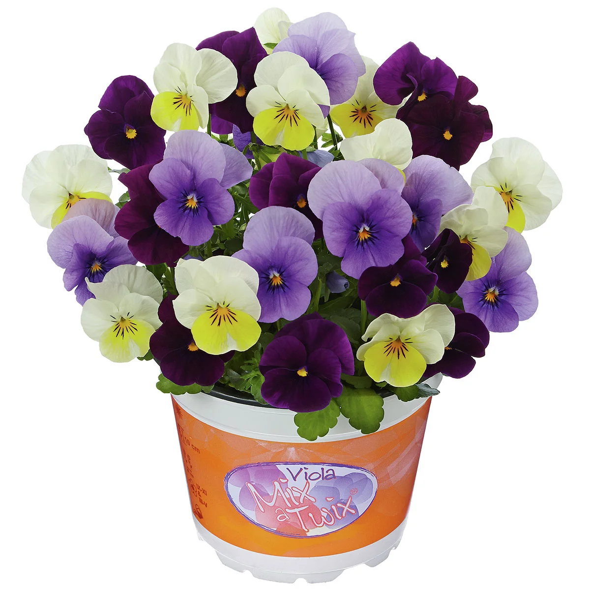 Hornveilchen Mix a Twix® Ice, Primrose, Violett