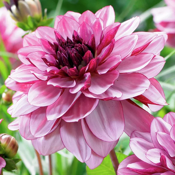 Schmuckdahlie Creme de Cassis