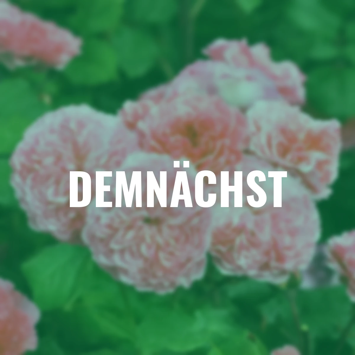 Essbare Culinaric Rose, rosa-apricot