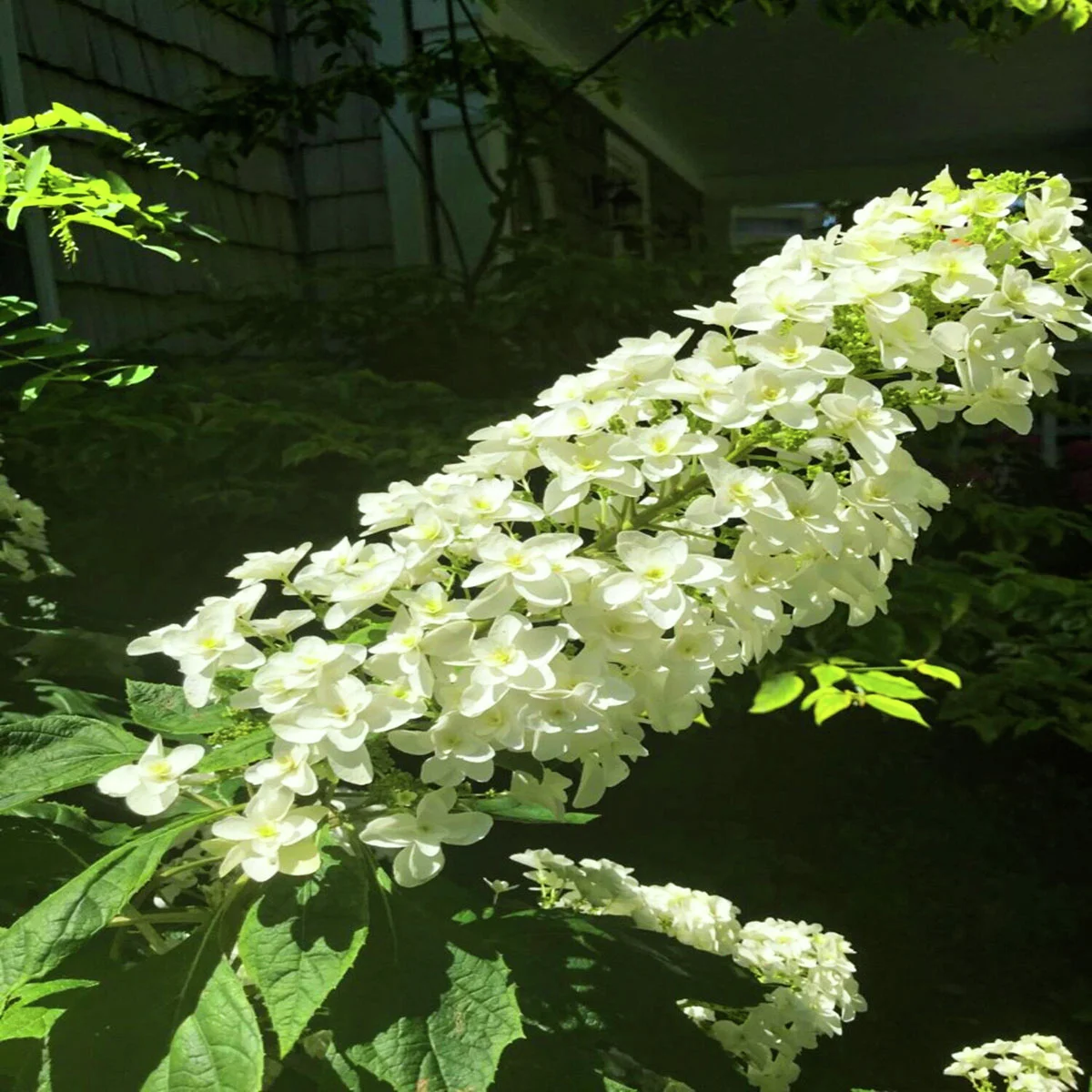 Eichenblatt-Hortensie Snowcicle