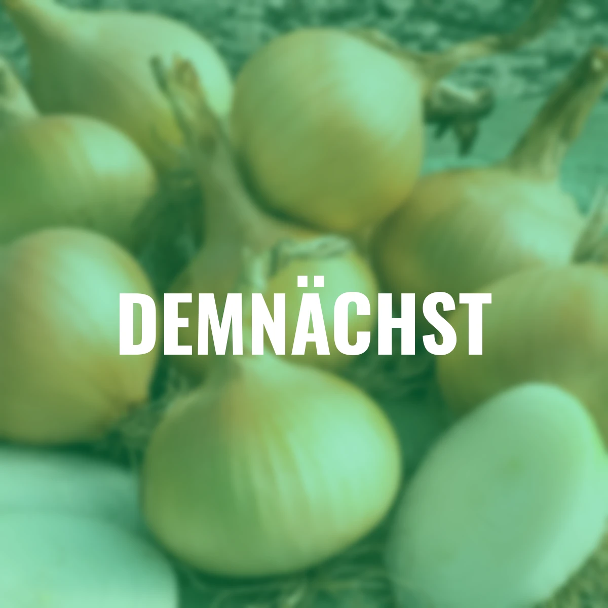 Steckzwiebel Rumba, 250 g