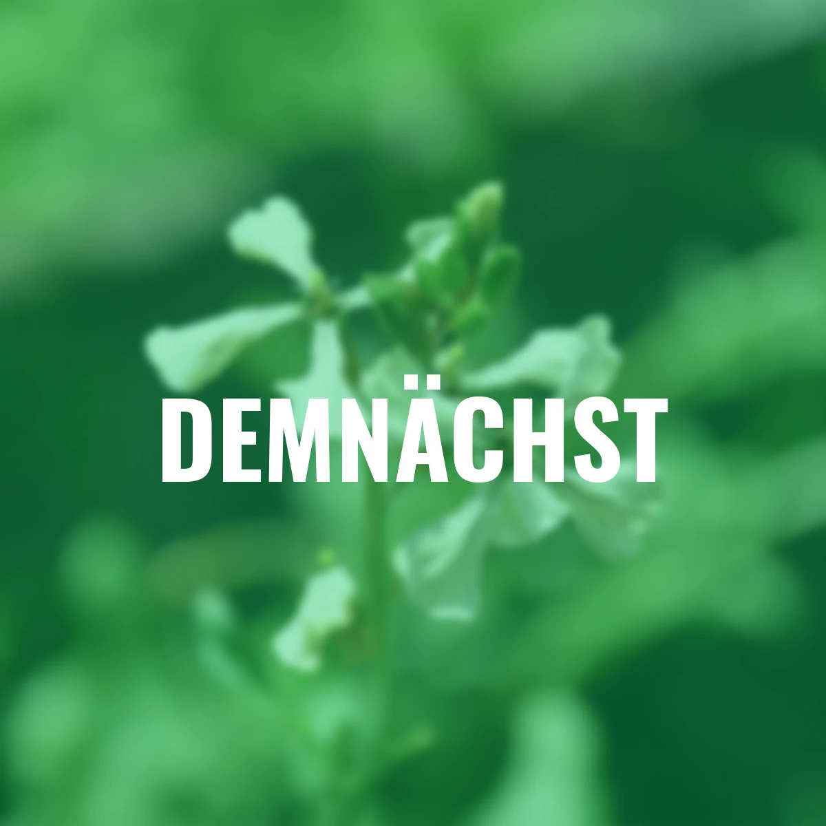 Saatgut-Holzbox Salatvielfalt, 7 Saatgut-Sorten