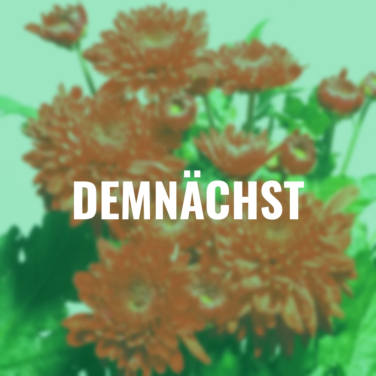 Chrysantheme, dunkelrot