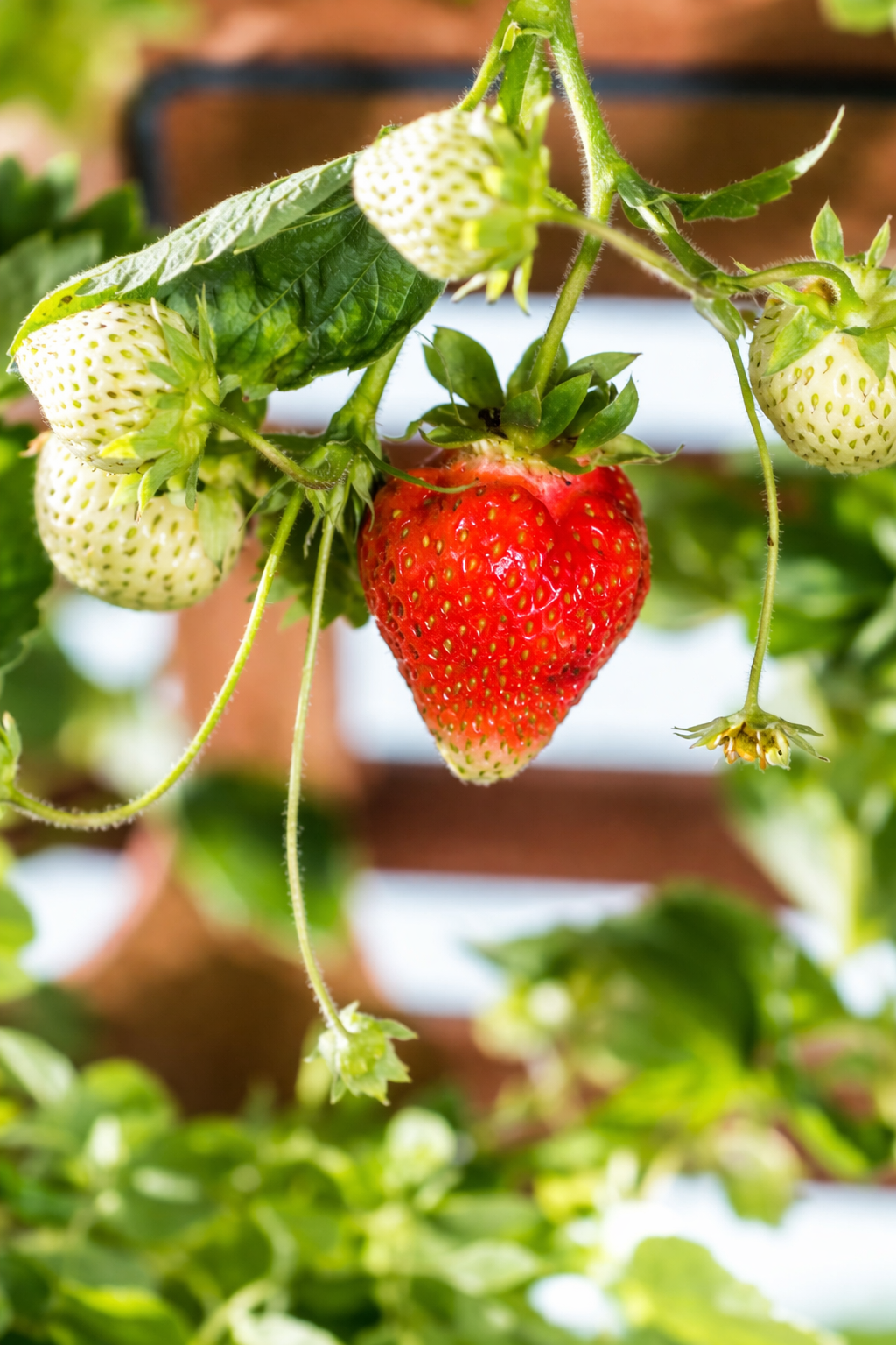 Erdbeere Senga® Sengana®, im ca. 9 cm-Topf