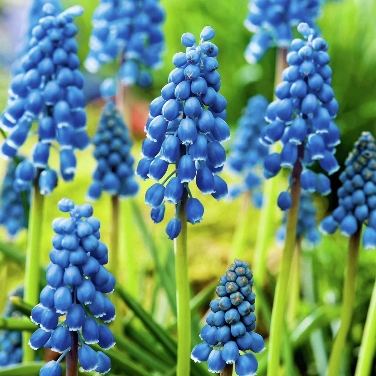 Traubenhyazinthe, blau