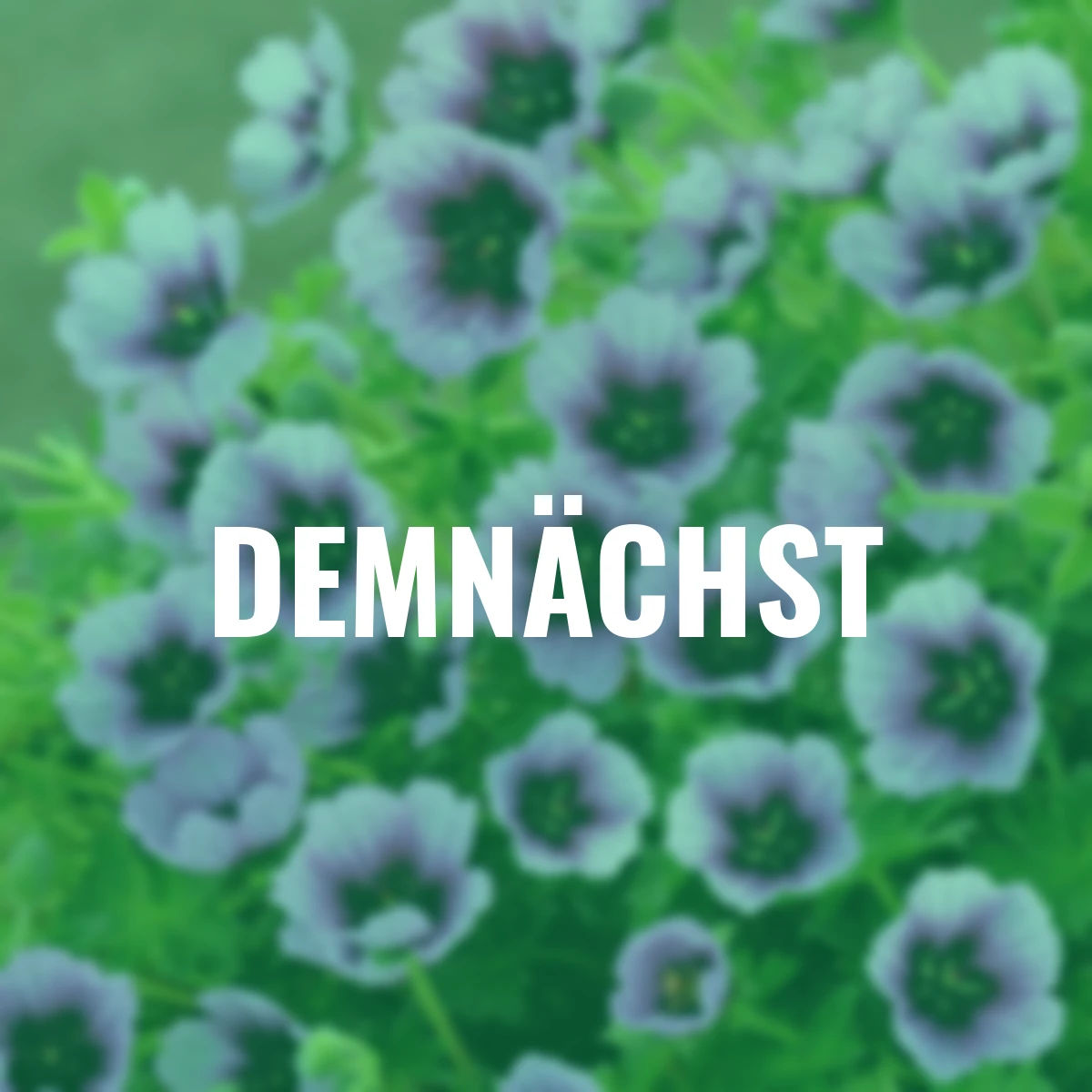 Storchschnabel Thumbling Heart