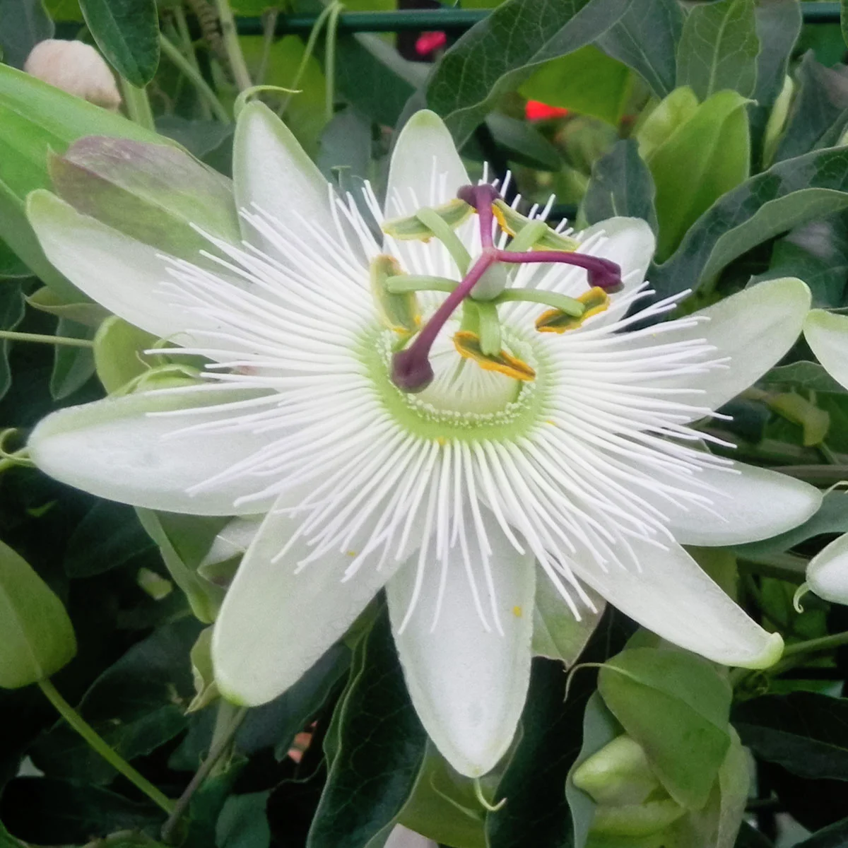Stauden-Passionsblume, weiß