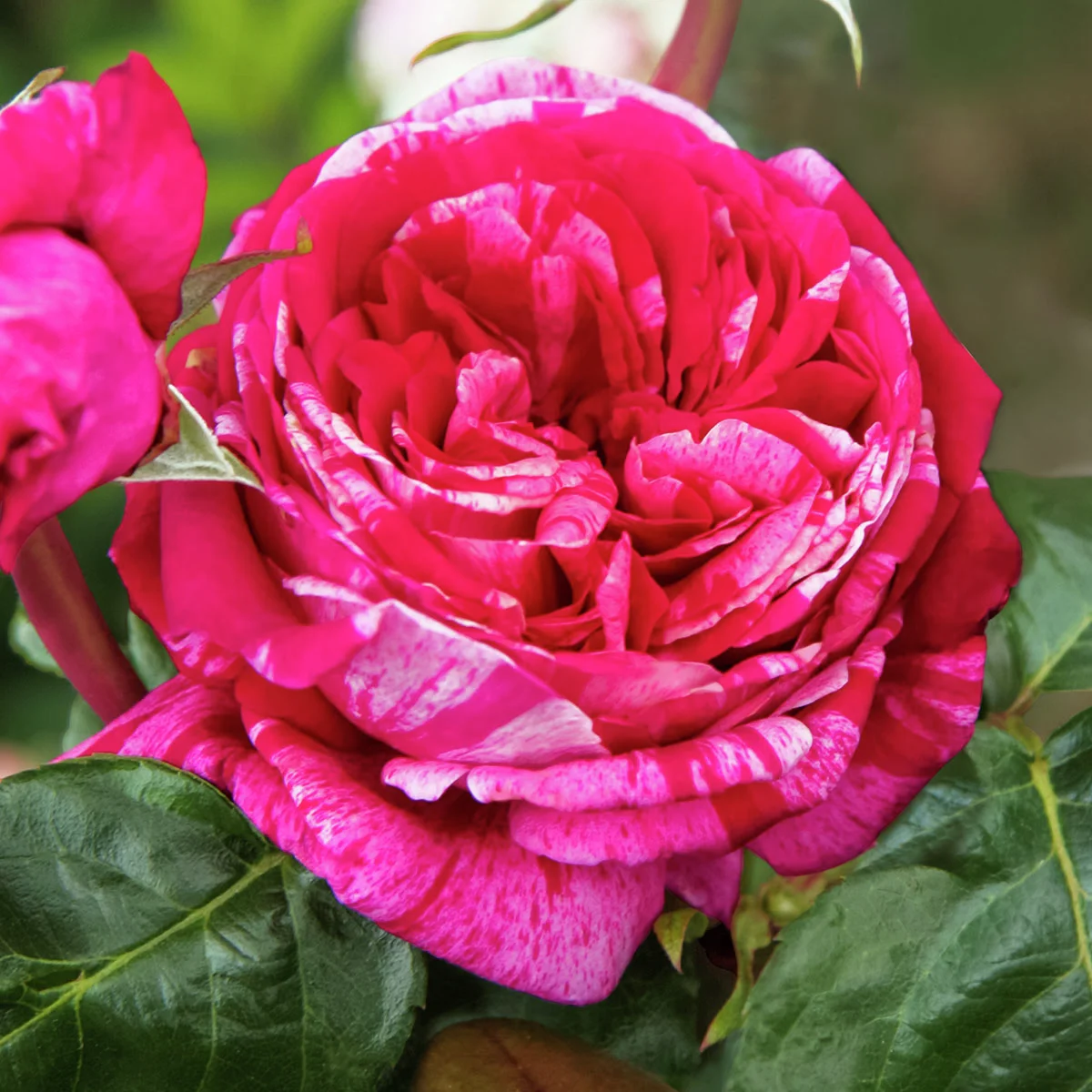 Edelrose Crazy Fashion