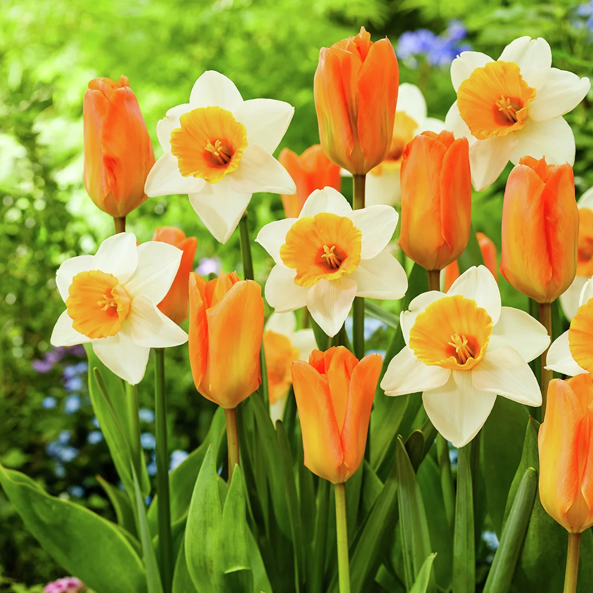 Blumenzwiebel-Mischung Orange Buddies