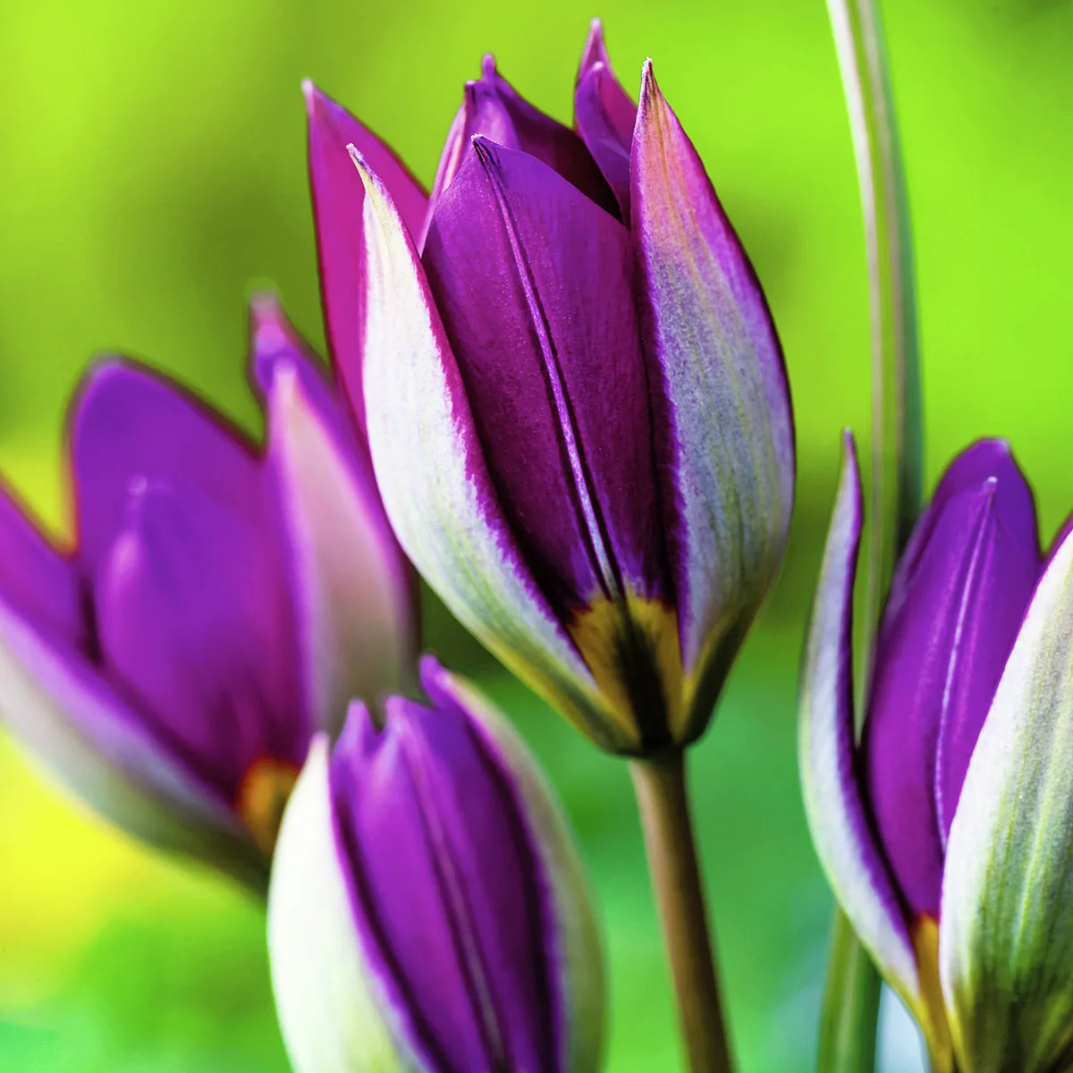 Tulpe Persian Pearl