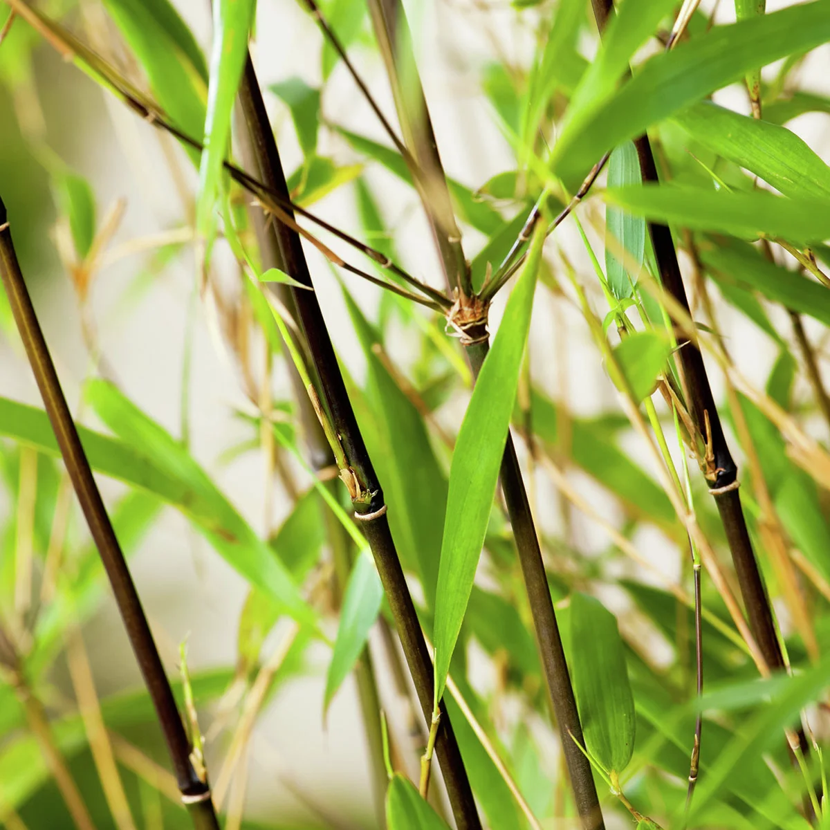 Heckenbambus Asian Wonder, 1 Meter