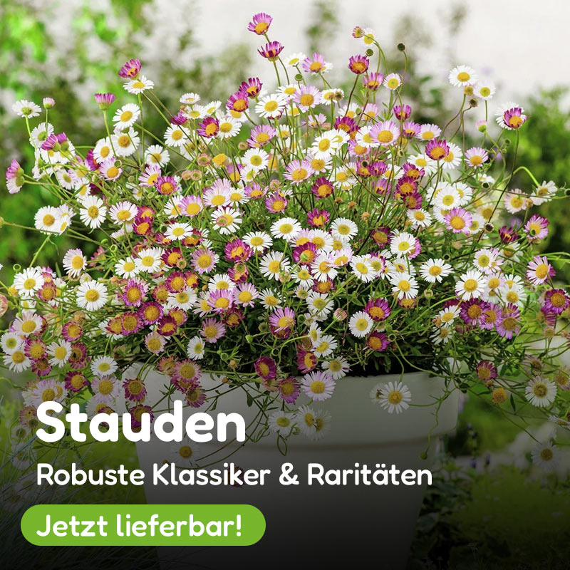 Stauden entdecken bei Gärtner Harry