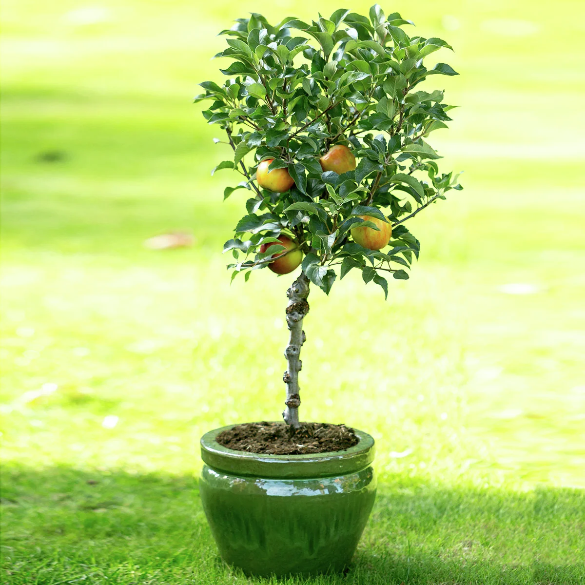 Zwergobst Apfel Delicado