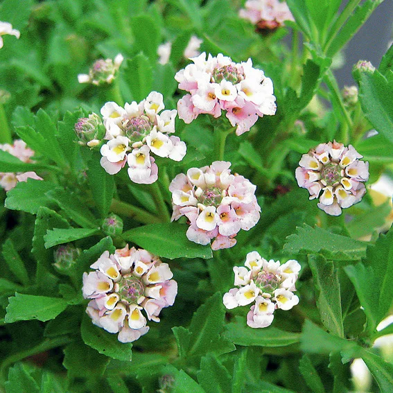 Teppichverbene Summer Pearls, weiß