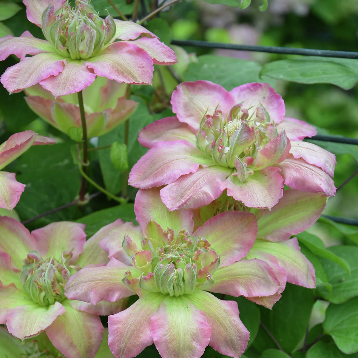 Clematis Pistachio Cake