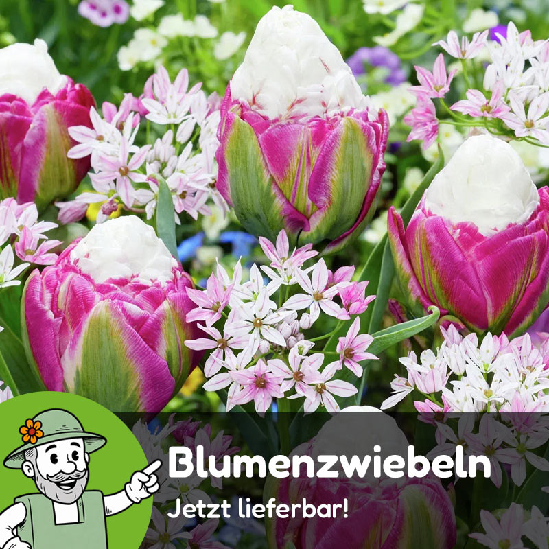 Empfehlung
