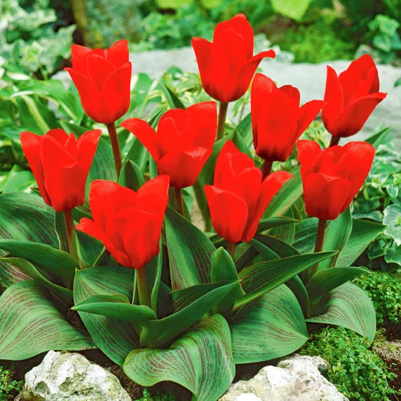 Tulpe Showwinner