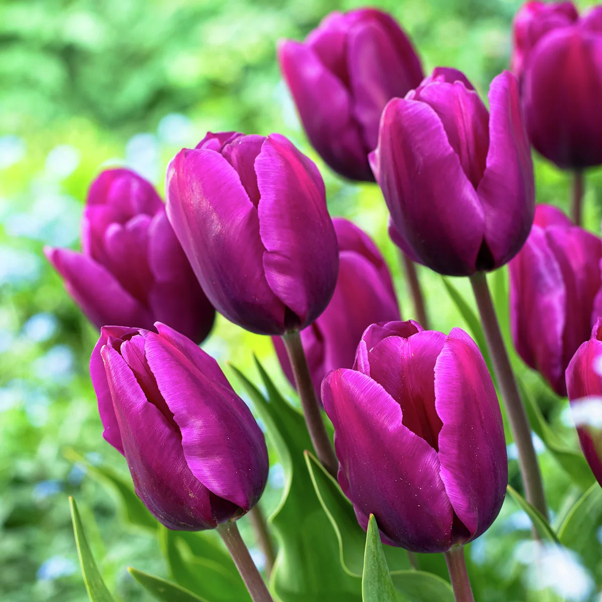 Tulpe Negrita, XXL-Pack.