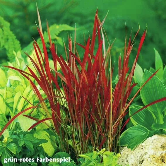 Blutgras Red Baron, im ca. 9 cm-Topf