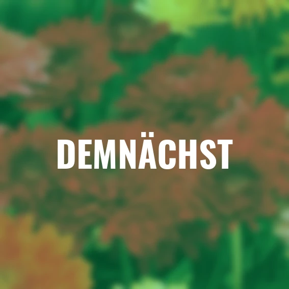 Chrysantheme, dunkelrot