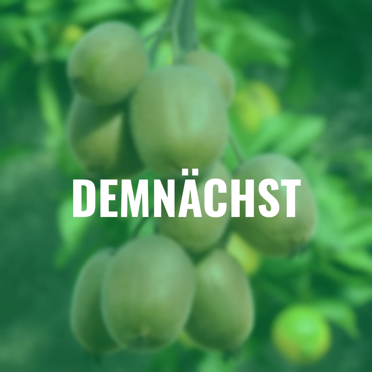 Kiwi Jenny, Höhe ca. 40-50 cm