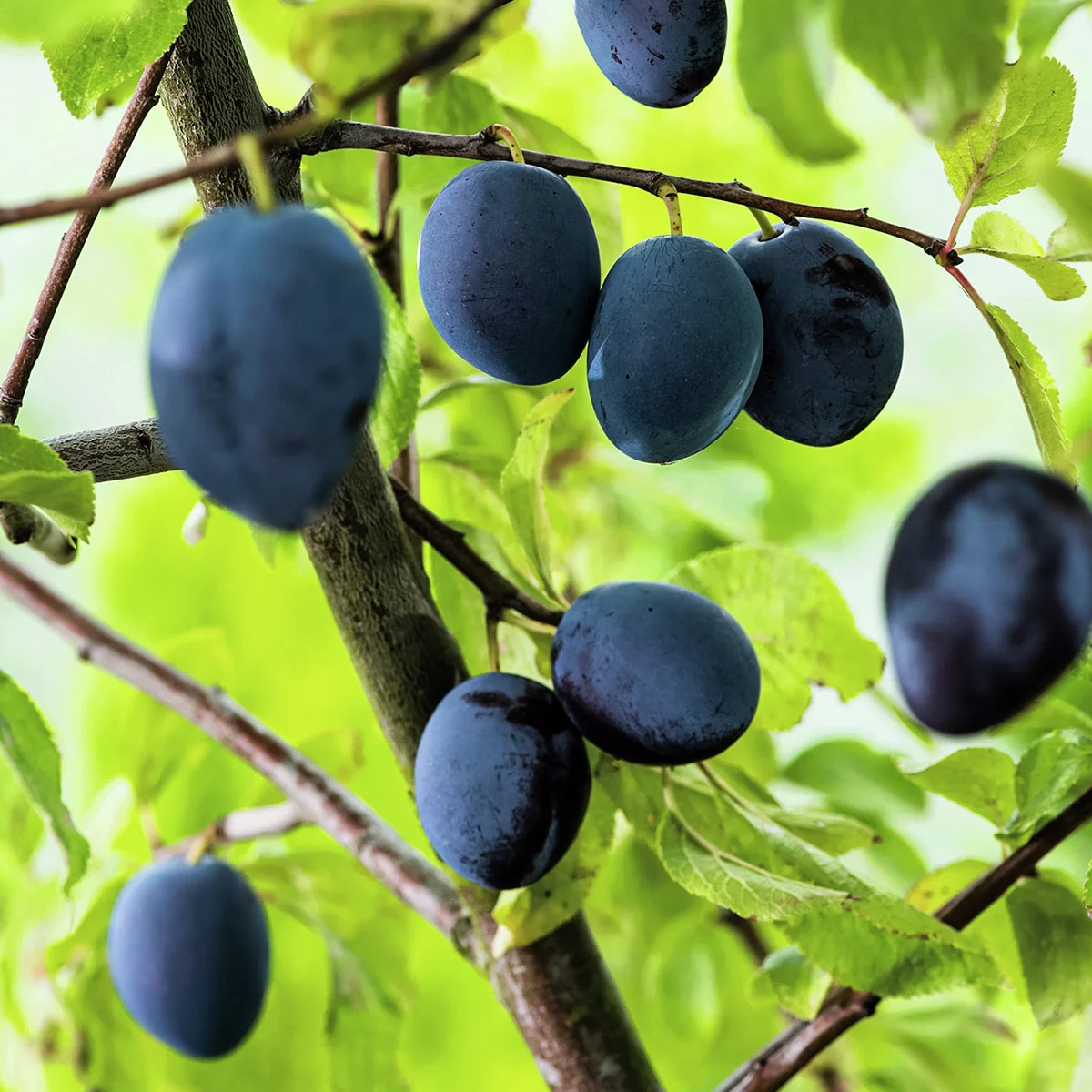 Säulen-Pflaume Imperial