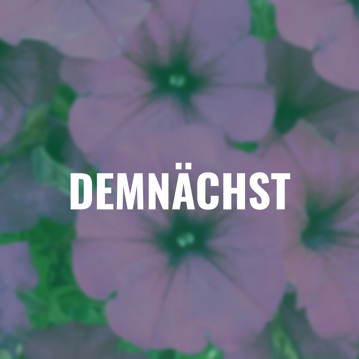 Sommerblumen-Set Riesenhängepetunien AlpeTunia®, violett-weiß, 6 Stück