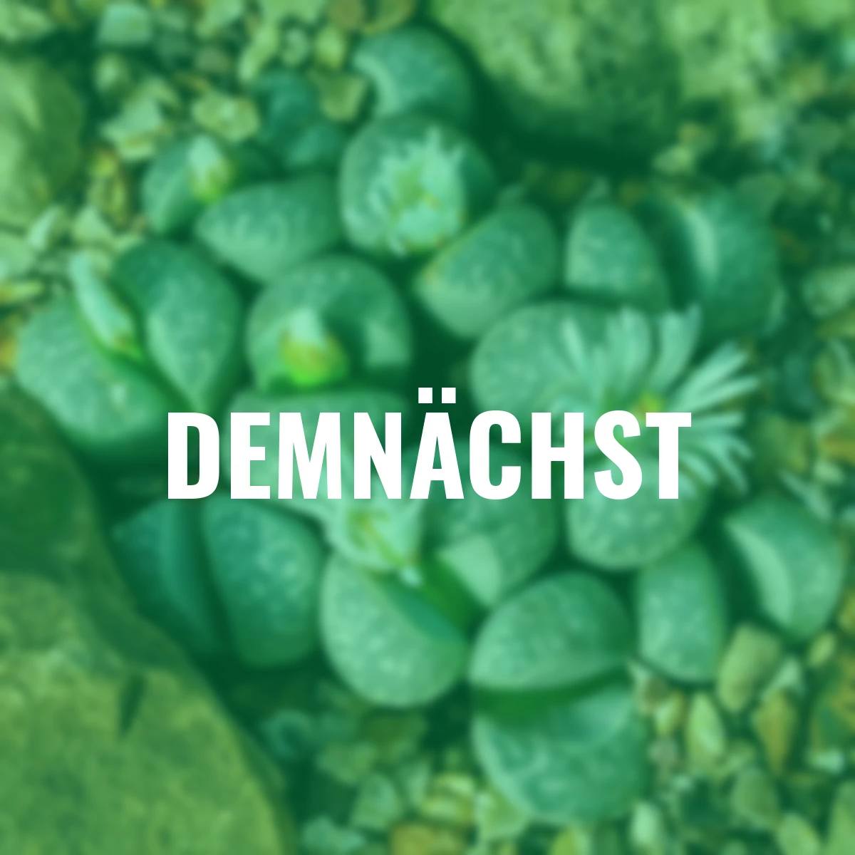 Blühende Steinesamen - Conophytum Mix