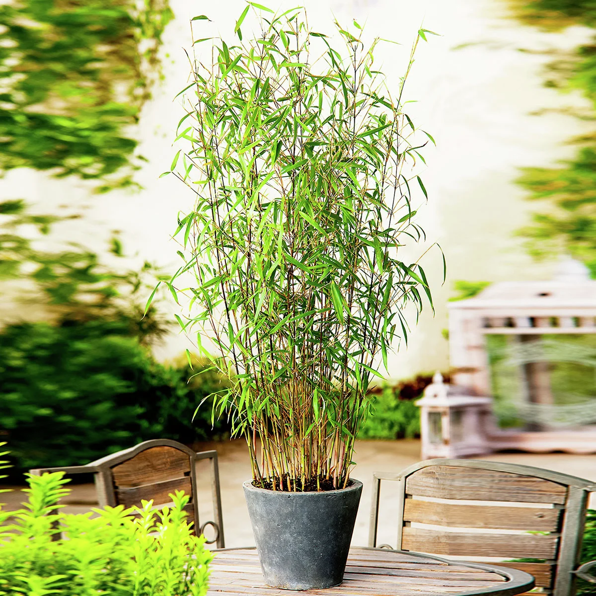 Bambus Asian Wonder, im ca. 17 cm-Topf