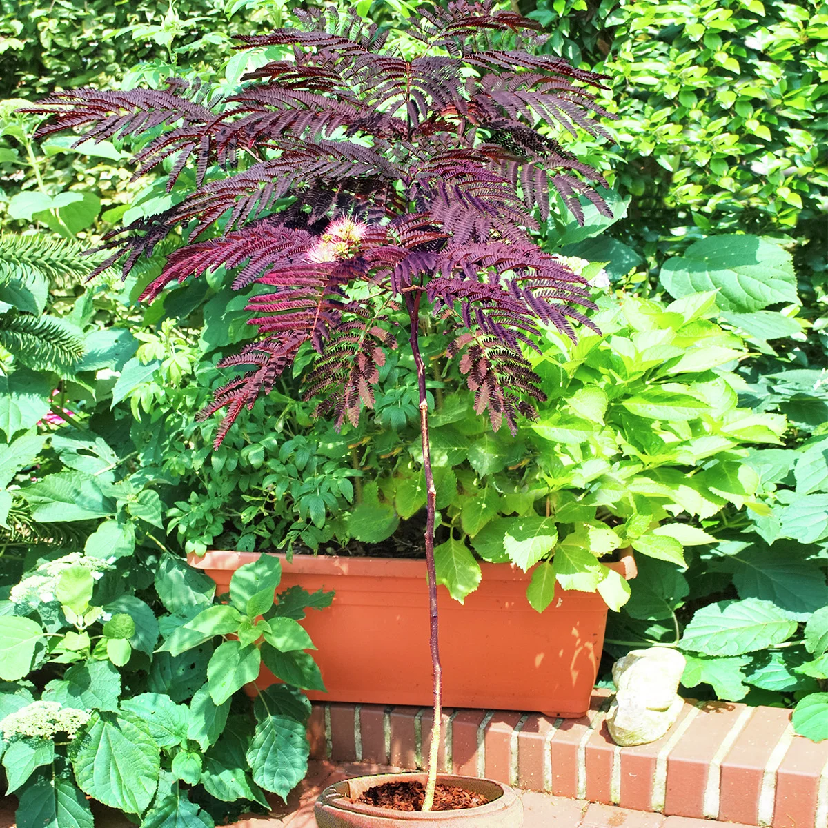 Seidenbaum Summer Chocolate