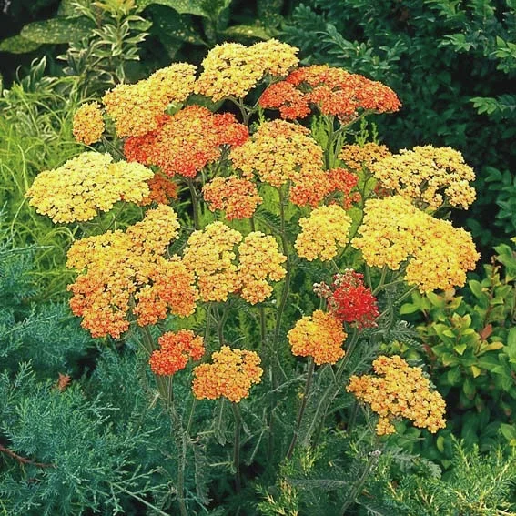 Terracotta-Edelschafgarbe