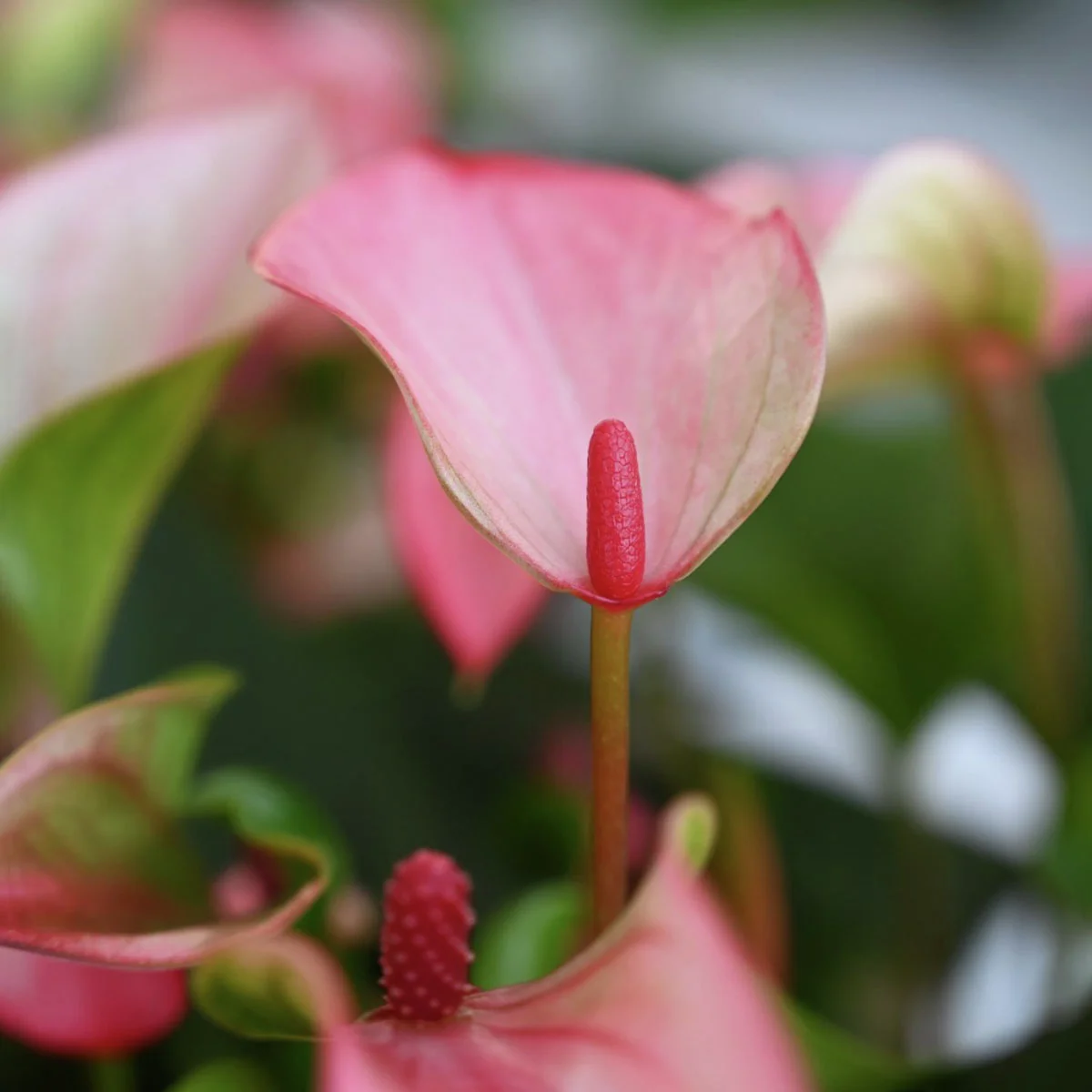 Flamingoblume Matata, Höhe ca. 30 cm