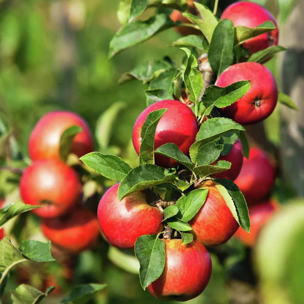 Säulen-Apfel Redcats®