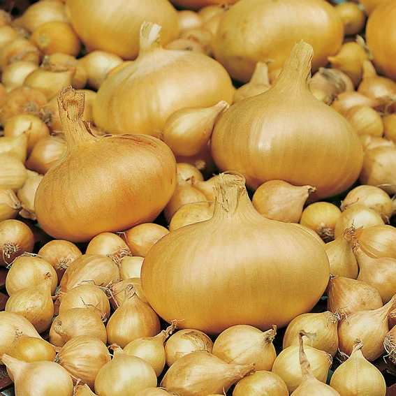 Steckzwiebel Stuttgarter Riesen, 500 g