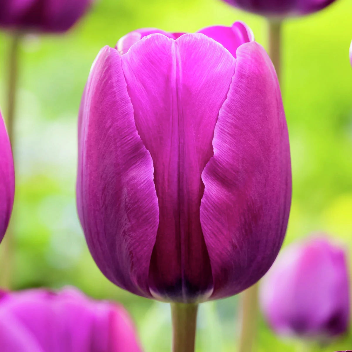 Tulpe Negrita, XXL-Pack.